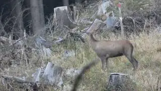 Cerb tanar la boncanit-Young deer(cervus elaphus)