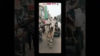 DJMC | Photowalk | CFMC | Chandani Chowk | Media Shala