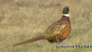 Ring-necked pheasant
