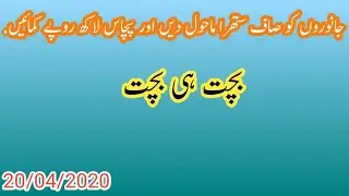 D G Khan vacha farming in Pakistan|Animals have a clean environment|Business talks Official |20,4,20