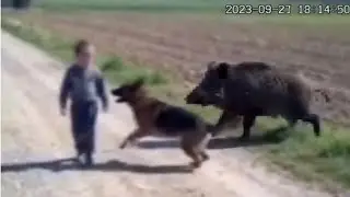 CCTV | Dogs Protect Babies - Heartwarming Moments 🐶👶