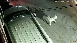 Alleged pet Dog smuggling,trafficking, kidnapping, stealing for breeding,dog meat,animal testing etc