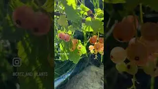 Currants growing in our Oregon garden last spring