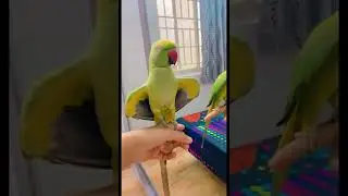 Parrot saying Allah hoo