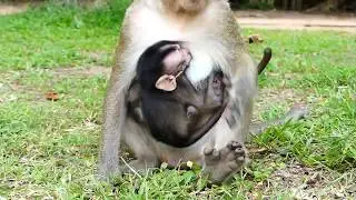 Great Mom Monkey CoCo!