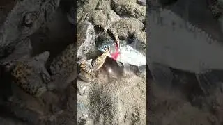 Crab Killed Fish 😱#shorts #crab #fish