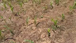 Hot 🥵 Hot 🥵 Hot 🥵 #outdoors #outdoorwork #weather #farming 