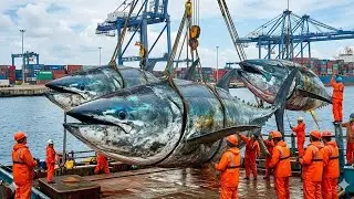 Conquering the Deep Sea &ndash; The heroic hunt of European fishermen for giant bluefin tuna in the deep o