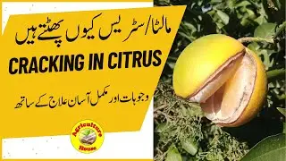 Why Do Citrus Fruit crack/ Cracking of citrus fruits, reasons and solution