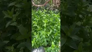 🌿That Mint Was Meant To Be✳️#plantsshorts#enjoy#nature