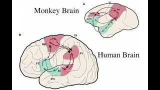 V&iacute;as dorsal y ventral para formar conceptos CCC