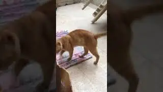 Smart Ginger Cat Lester Says 