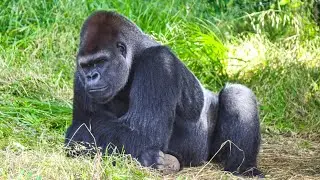 Gorilla on the Move! Cecil&rsquo;s Journey to a New Gorilla Family