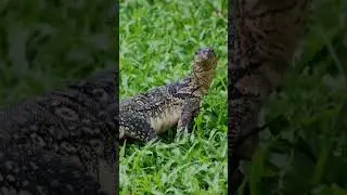 Monitor Lizards Fascinating Predators