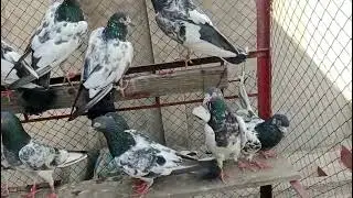 all setup for sale what's up 03228493567 location Faisalabad