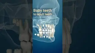 Baby teeth to adult teeth, 3D Animation
