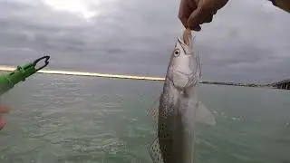 Catching Fish Under a Bridge in Corpus Christi. [WADE FISHING]