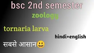 Tornaria larva , bsc botany 2nd semester hindi+english