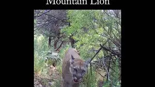 Panting Mt  Lion up close #wildlife #nature #puma