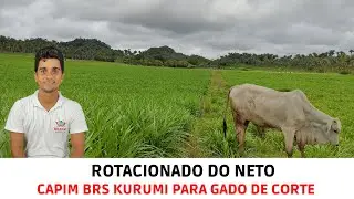 Atualizações sobre o Rotacionado de Capim Brs Kurumi para gado de corte no Interior do Maranhão
