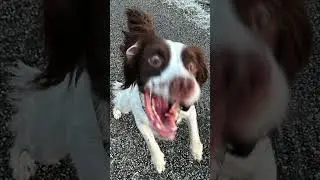 Psycho Spaniel Chasing Treats! 🐶 #shorts #spaniel #dogs
