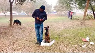 Dog training heel command