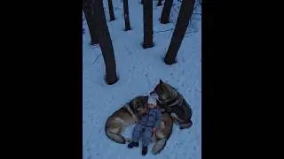 Волки сделали ТО, чего НИКТО не ожидал!  😱 #shorts