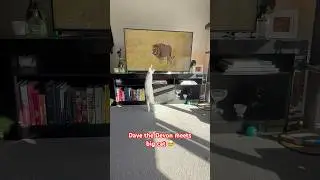 His little chirps at the birds outside at the end 😂