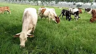 M.N.A Walana Dairy Farm Sheikhupura grazing road grass