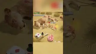 🍀 Top Funny Games : Beast Lord : The New Land 🦁 #beastlord #beastlordthenewland #topfunnygames
