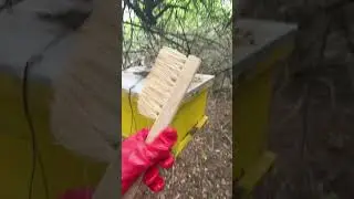Honey Bee Keeping