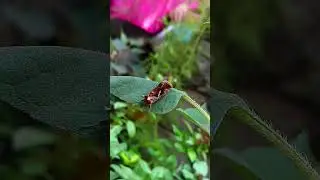 Golden twin spot garden looper moth in my plants | #shorts #garden #plants #garden pests #vlog #reel