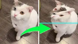 Funny Cats Time Warp Filter P2
