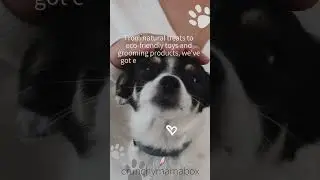 🐾Healthy & Safe Pet Care #shorts