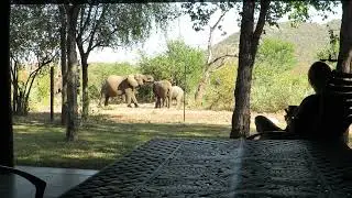 Enjoying coffee with Elephant Breeding Herd