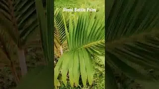 Roystonea regia, commonly known as the Cuban royal palm or Florida royal palm Royal Bottle Palm