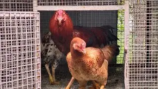 Routine Chicken Care/தினசரி கோழி பாரமரிப்பு