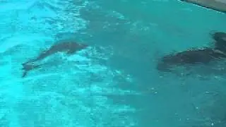 GT Feeding Frenzy - FlyCastaway