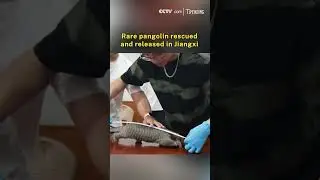 Rare pangolin rescued and released in Jiangxi
