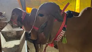 यादव डेरी फ़ार्म गोसाईगंज में गिर गाय उपलब्ध है|