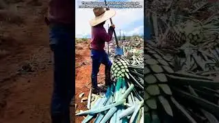 ​Harvesting the Agave Pi&ntilde;a Heart for Tequila Production.