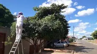 Como podar uma árvore