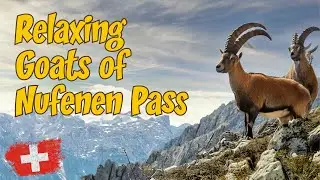 Goats at Nufenen Pass &ndash; Relaxing Instrumental Meditation Music | Swiss Alps Ambient Video