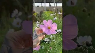 Космея&hellip; цветок для опылителей и создания печатных изданий 🌸 #советыпосадоводству #цветочныйсад #с...