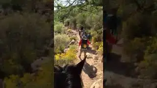 SAMSAR Rescue in 7Falls/Bear Canyon 2017