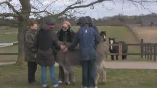 UK Animal Healer - Professional Practitoner Training