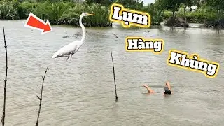 Lâu Lâu Săn Được Chú Cò Ngàn Khủng Đi Lụm Cũng Thấy Mệt || Tiến Đạt SlingShot