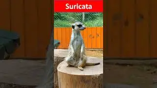 Suricata mascota