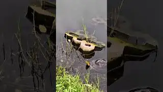 Free stock footage of cute Yellow-headed temple turtle just chilling in water at Ayutthaya #cute