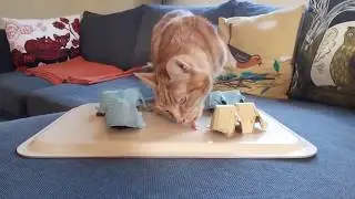 How to make a cat puzzle feeder